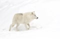 Lone Arctic wolf isolated on white background walking in the winter snow in Canada Royalty Free Stock Photo