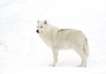 Lone Arctic wolf isolated on white background walking in the winter snow in Canada Royalty Free Stock Photo