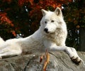 Arctic Wolf Laying on a Rock