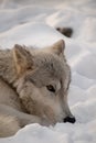 An Arctic Wolf laying in the snow while watching the forest