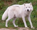 Arctic Wolf Looking at the Camera Royalty Free Stock Photo