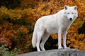 Arctic Wolf Looking at the Camera on a Fall Day Royalty Free Stock Photo