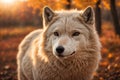 Arctic Wolf Looking at the Camera on a Fall Day. ai generative Royalty Free Stock Photo