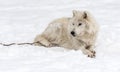 Arctic Wolf Lying on the Snow.