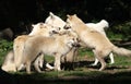 Arctic Wolf Pack