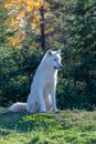Arctic wolf, pack of white wolves Royalty Free Stock Photo