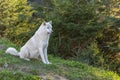 Arctic wolf, pack of white wolves Royalty Free Stock Photo