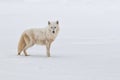 Arctic wolf Royalty Free Stock Photo