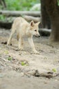 Arctic wolf pup Royalty Free Stock Photo