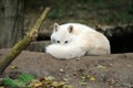 Arctic wolf puppy