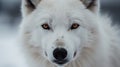 Arctic Wolf\'s Stare Down in the Frozen Wilderness