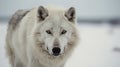 Arctic Wolf\'s Stare Down in the Frozen Wilderness