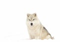 A lone arctic wolf (Canis lupus arctos) isolated on white background sitting in winter snow in Canada
