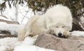 Arctic Wolf Sleeping On Rock in Snow
