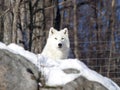 Arctic wolf in the snow Royalty Free Stock Photo