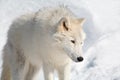 Arctic Wolf in the Snow Royalty Free Stock Photo