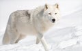 Arctic Wolf in Snow Royalty Free Stock Photo