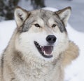 Arctic wolf in snow Royalty Free Stock Photo