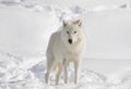 A lone Arctic wolf Canis lupus arctos isolated on white background standing in the winter snow in Canada Royalty Free Stock Photo