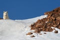 Arctic Wolf on Snowy Hilltop