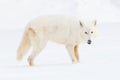 Arctic wolf standing broadside