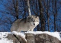 A lone Arctic wolf (Canis lupus arctos) standing on a rocky cliff against a blue sky in winter in Canada Royalty Free Stock Photo