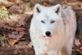 Arctic Wolf Sticking his Tongue Out at the Camera Royalty Free Stock Photo