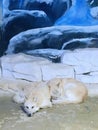 Arctic Wolf trapped in a glass house Royalty Free Stock Photo