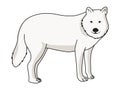 Arctic Wolf vector illustration.White wolf vector Royalty Free Stock Photo