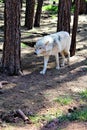 Arctic Wolf