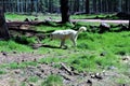 Arctic Wolf