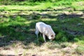 Arctic Wolf