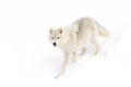 A lone Arctic wolf (Canis lupus arctos) isolated on white background walking in the winter snow in Canada