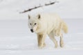 Arctic Wolf walking in snow Royalty Free Stock Photo