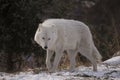 Arctic Wolf Walking In Snow Royalty Free Stock Photo