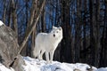 A Lone Arctic Wolf &#x28;Canis Lupus Arctos&#x29; Walking In The Winter Snow In Canada