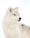 A lone Arctic wolf (Canis lupus arctos) isolated on white background walking in the winter snow in Canada Royalty Free Stock Photo