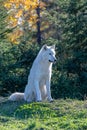 Arctic wolf, white wolve Royalty Free Stock Photo