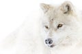 Arctic wolf isolated against a white background walking in the winter snow in Canada Royalty Free Stock Photo