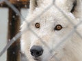 Arctic Wolf at the zoo is carefully watching visitors Royalty Free Stock Photo