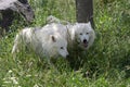 Arctic wolfs enjoying the morning sun Canis lupus arctos