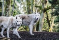 Arctic Wolfs Royalty Free Stock Photo