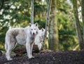 Arctic Wolfs Royalty Free Stock Photo