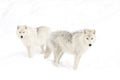 Arctic wolves Canis lupus arctos isolated on white background standing in the winter snow in Canada Royalty Free Stock Photo