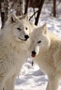 Arctic Wolves close together in winter