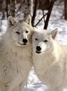 Arctic Wolves close together in winter