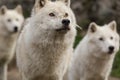 Arctic Wolves in a forest