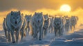 Arctic wolves hunting in snowy tundra, cinematic shot inspired by paul nicklen and miki asai Royalty Free Stock Photo