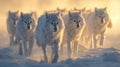 Arctic wolves hunting in snowy tundra, cinematic shot inspired by paul nicklen and miki asai Royalty Free Stock Photo