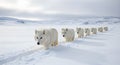 Arctic wolves in a line, trekking through a snowy, desolate landscape under a cloudy sky Royalty Free Stock Photo